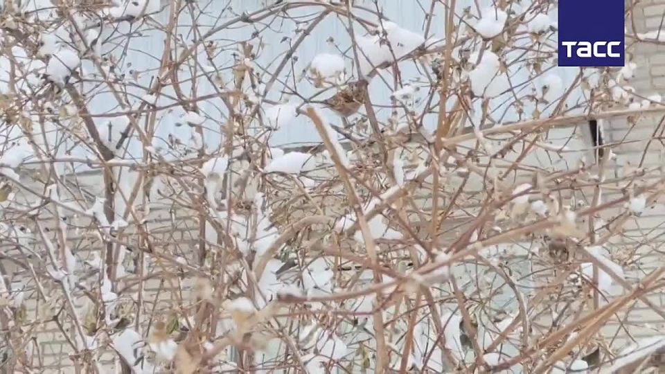 Сильное похолодание до минус 33 градусов, снегопады и усиление ветра до 20 м/ ожидаются в выходные дни, сообщает Гидрометцентр РФ