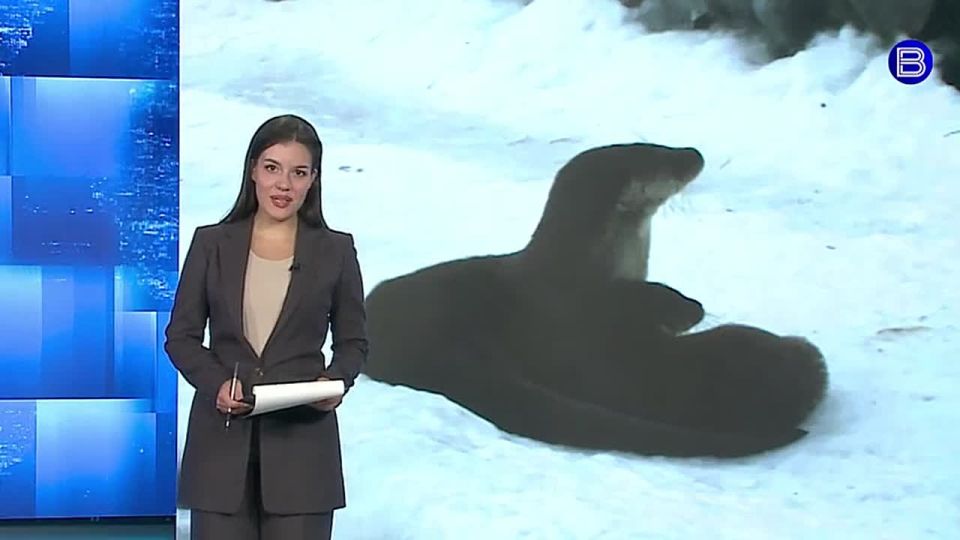 Пять очаровашек. Семейство речных выдр пополнилось пятью малышами в новосибирском зоопарке