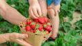 От обилия клубники начнет рябить в глазах: опрыскайте ее этим средством