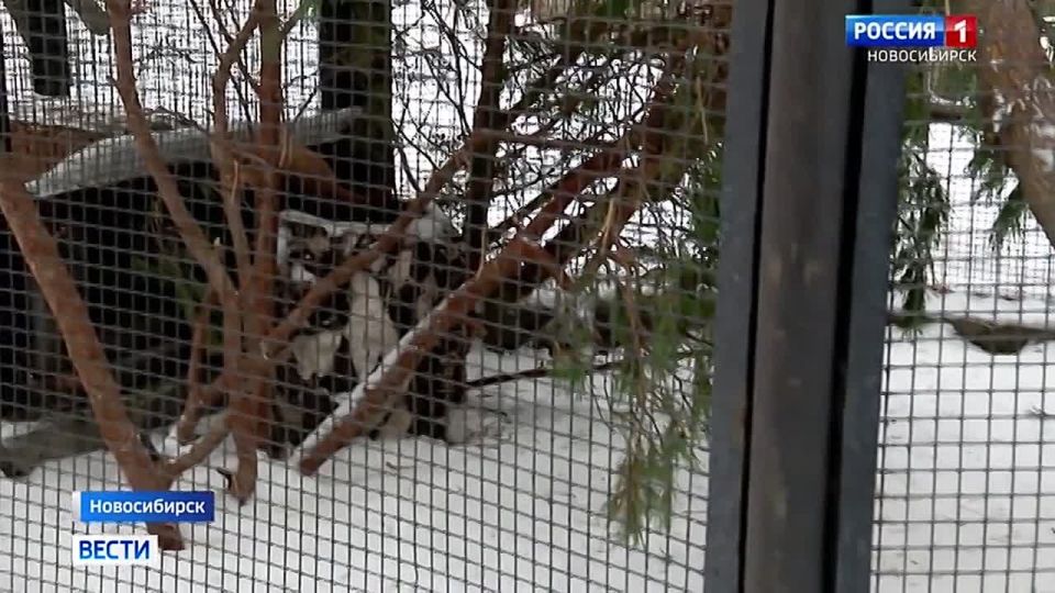 Пора на боковую. Обитатели новосибирского зоопарка погружаются в зимнюю спячку