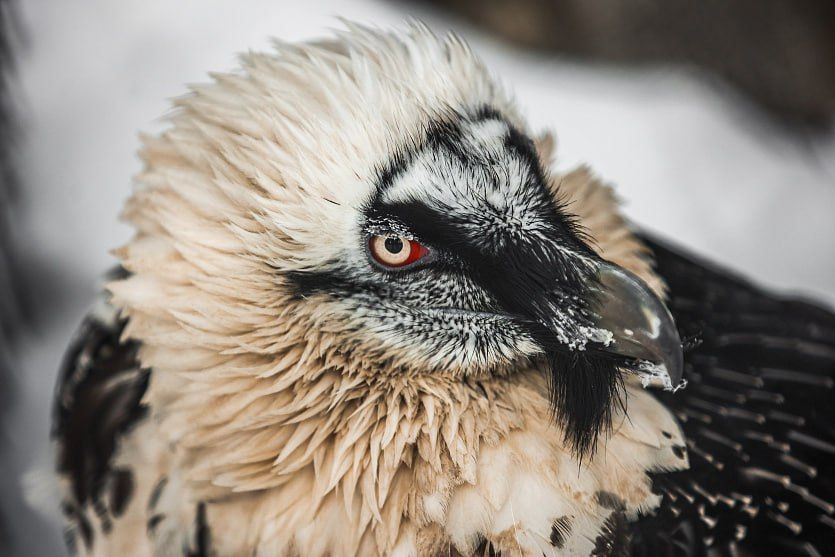 Видели, как животные новосибирского зоопарка переживают первые морозы?