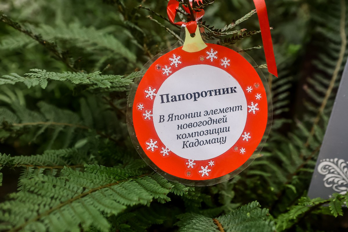 Кактус и падуб: какие новогодние растения можно встретить в новосибирском ботсаду Кактус и падуб: какие новогодние растения можно встретить в новосибирском ботсаду