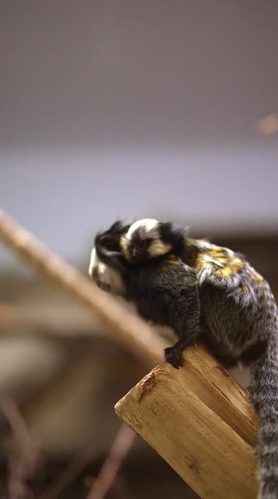 Крохотная игрунка Жоффруа появилась на свет в Новосибирском зоопарке