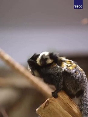 Детеныш игрунки Жоффруа родился в Новосибирском зоопарке, сообщили в учреждении