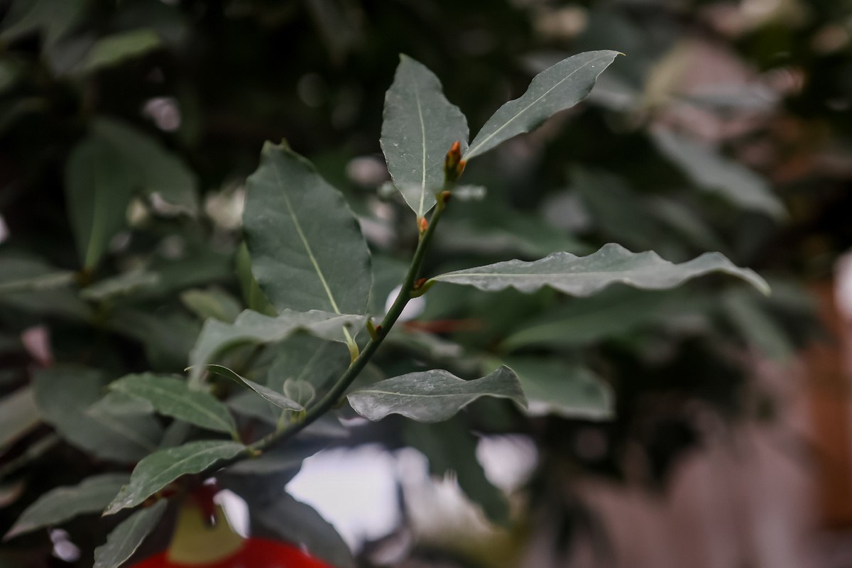 Кактус и падуб: какие новогодние растения можно встретить в новосибирском ботсаду Кактус и падуб: какие новогодние растения можно встретить в новосибирском ботсаду