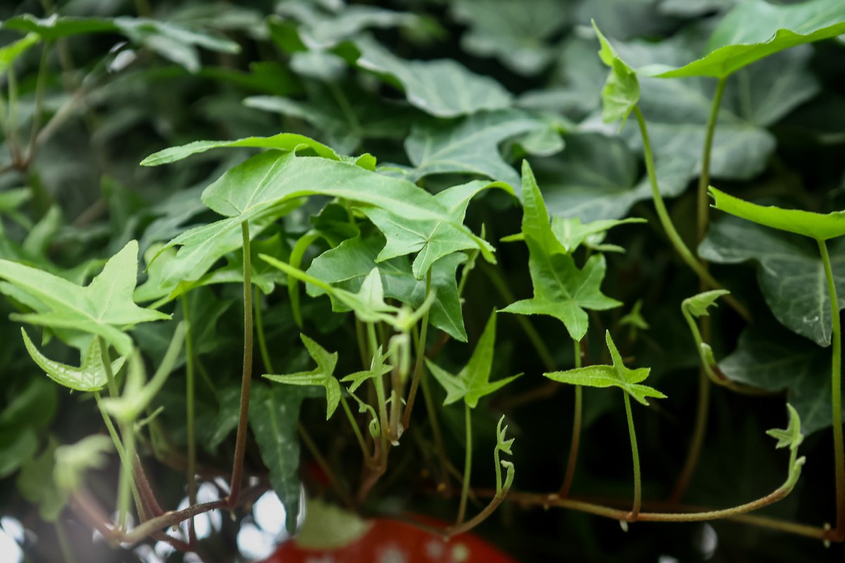 Кактус и падуб: какие новогодние растения можно встретить в новосибирском ботсаду Кактус и падуб: какие новогодние растения можно встретить в новосибирском ботсаду