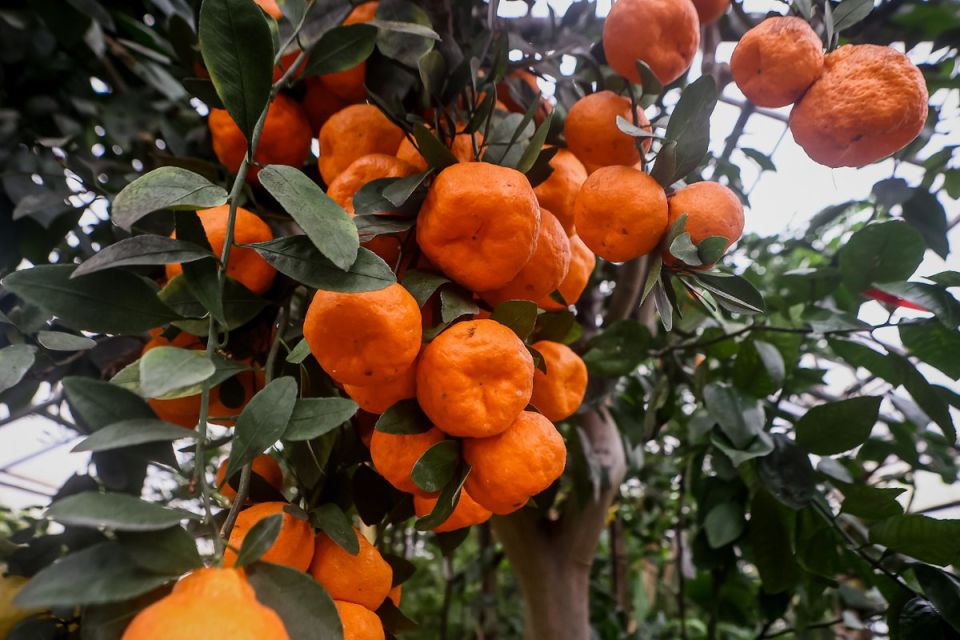 Кактус и падуб: какие новогодние растения можно встретить в новосибирском ботсаду