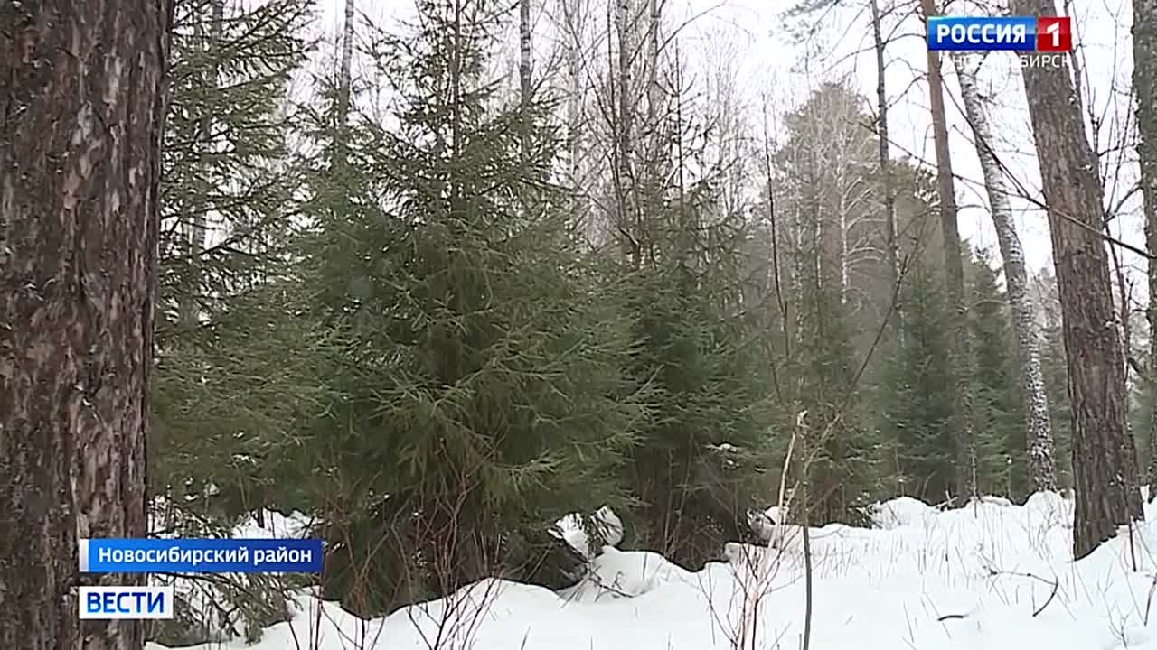 Ёлочный сезон. Около шести тысяч новогодних ёлок заготовят в лесах Новосибирской области