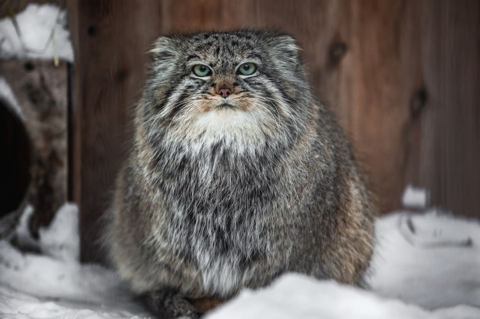 «Зажировку» внесли в словарь благодаря манулу из Новосибирска