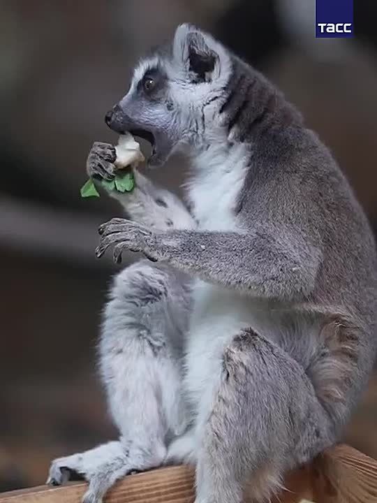 Лемуры из Новосибирского зоопарка отметили пятницу настоящей «зажировкой»