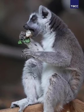 Лемуры из Новосибирского зоопарка отметили пятницу настоящей «зажировкой»
