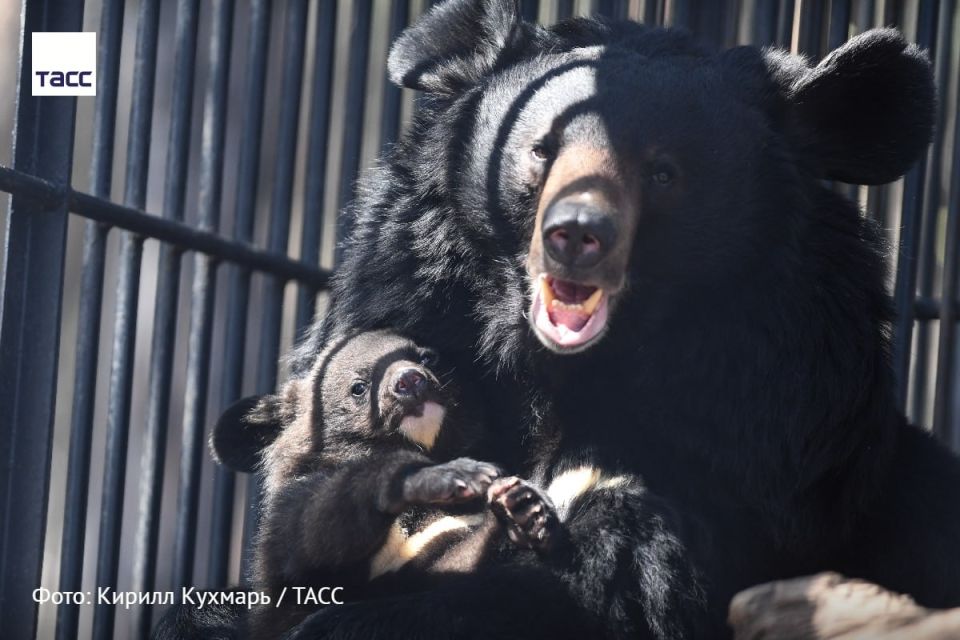 #�����_����_������. 13 ������� ���������� ���� �������