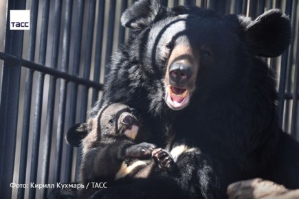 #архив_ТАСС_Сибирь. 13 декабря отмечается День медведя