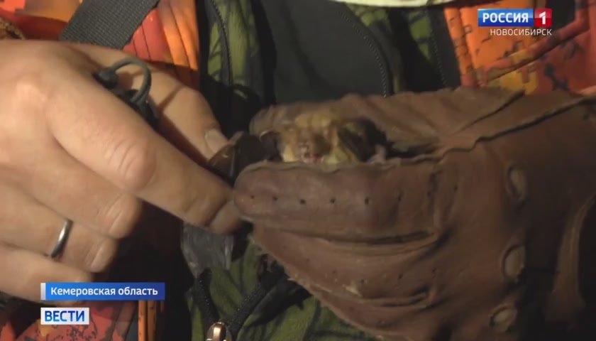Перепись летучих мышей. Новосибирские биологи завершают зимний подсчёт летучих мышей в пещерах Южной Сибири