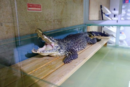 Крокодила Кузю из Новосибирска хотят отправить на историческую родину