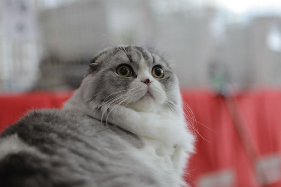 ������ �������� �������� ��������� ������������ �������