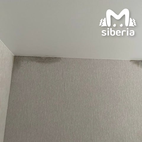 Чёрная плесень атакует промерзающие окна и стены в новосибирских "Родниках" Чёрная плесень атакует промерзающие окна и стены в новосибирских "Родниках"