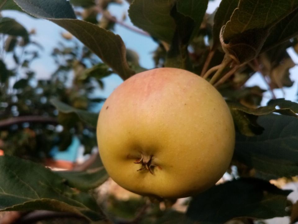 Обрезка колонновидной яблони: секреты ухода за уникальным деревом