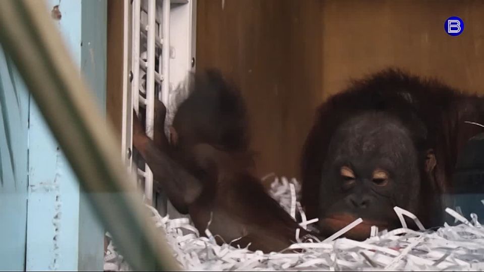 ���������� ������. � ������������� �������� ��������� ����� ����������� ������ � ���� � ������ � �������� ���� ������ �� ����