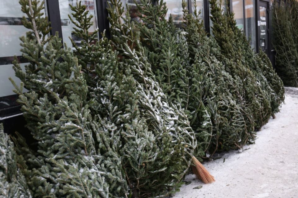 Минприроды обнародовало адреса официальных ёлочных базаров Новосибирска
