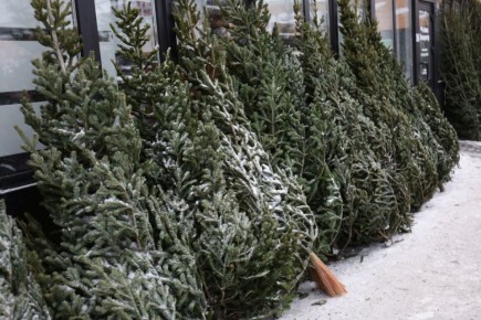 ���������� ������������ ������ ����������� ������� ������� ������������