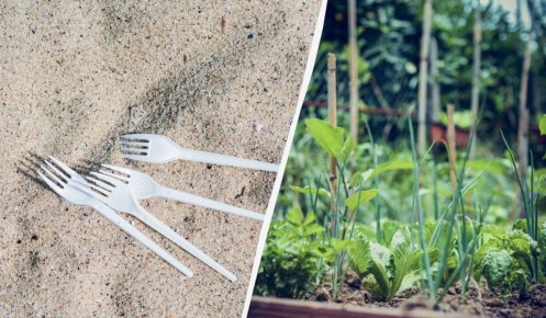 Пластиковые вилки: неожиданные помощники на огороде