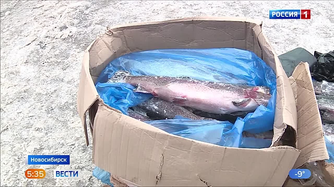 Праздничные угощения. На этой неделе в Новосибирске пройдут предновогодние ярмарки, где можно будет купить всё для праздничного стола