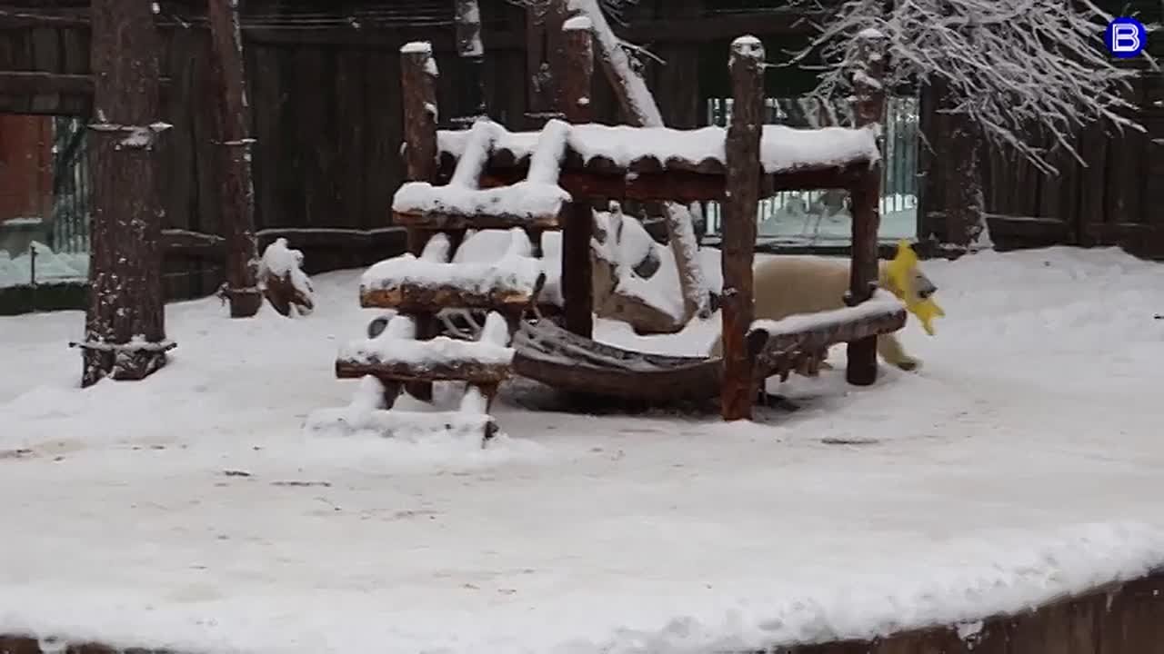 Косолапая модница. Обитательница новосибирского зоопарка – белая медведица Белка – снова всех удивила