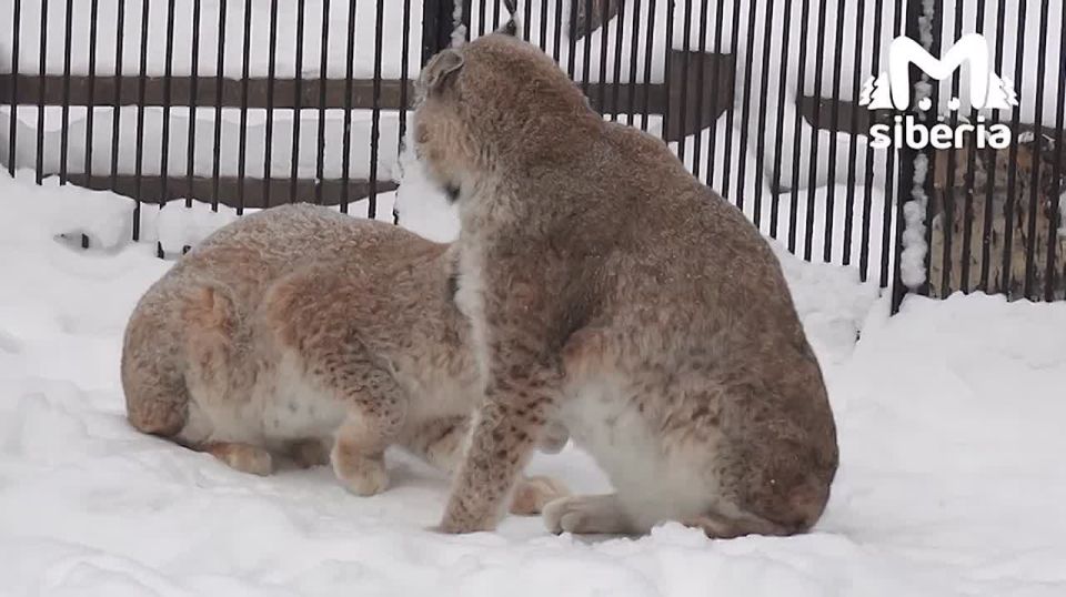 Рыси беснуются в Новосибирском зоопарке