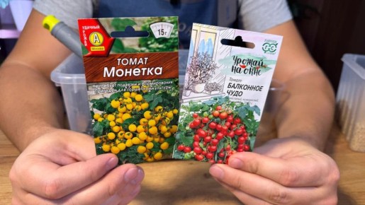 ������ ������ ����� ���������� ��������� ������� � 2025 ����