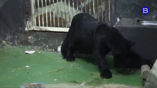 ������ ��� ��������. ������� ������ ����� �������� ������ �������� � ����������� �������������� ��������