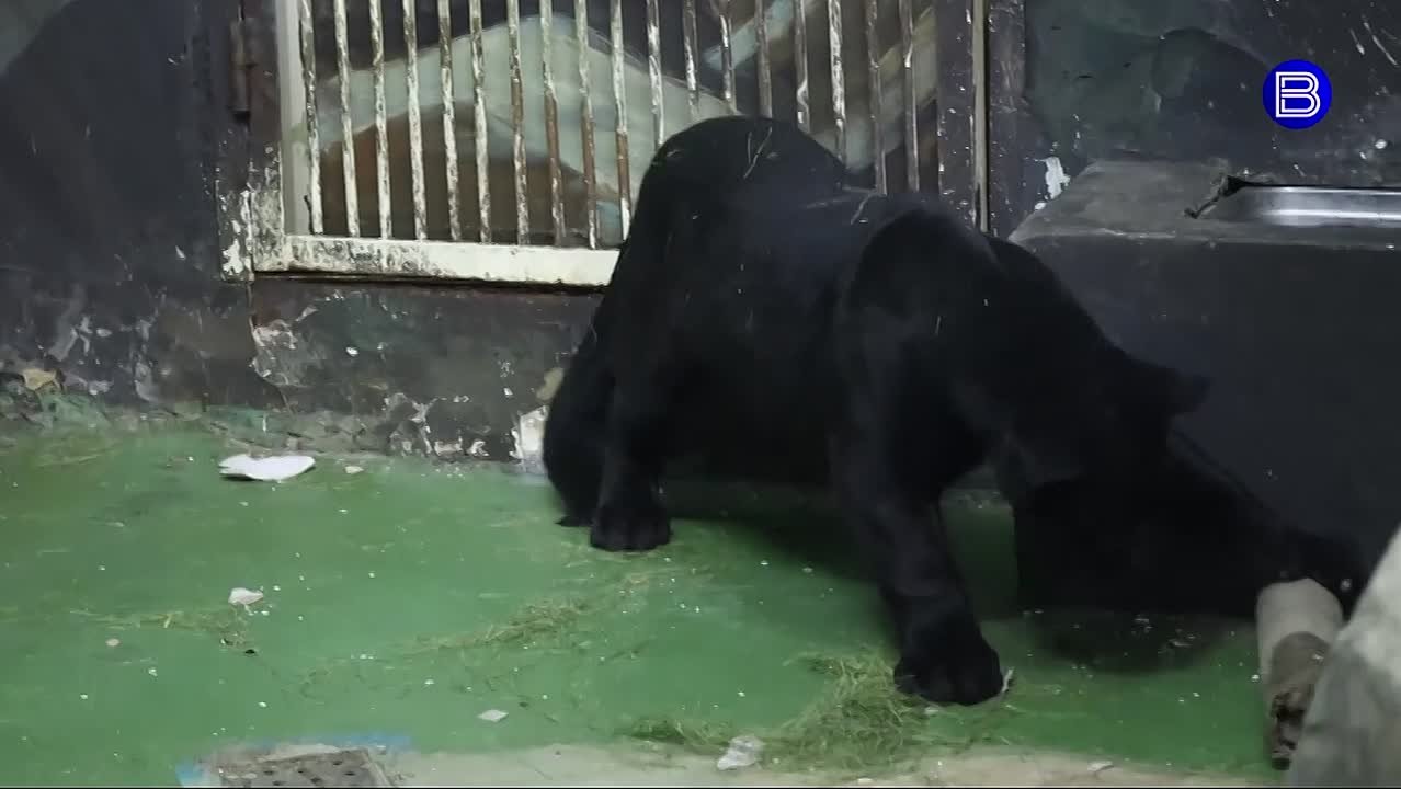 Совсем как домашний. Молодой чёрный ягуар Габриэль вызвал умиление у посетителей новосибирского зоопарка