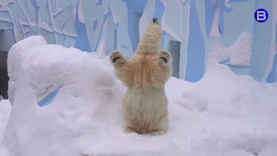 Новогодние игры Кая. Белый медведь Кай из новосибирского зоопарка устроил настоящее шоу! Встав на задние лапы, он запрокинул голову, вытянул язык и начал ловить снежинки и медленно махать лапами