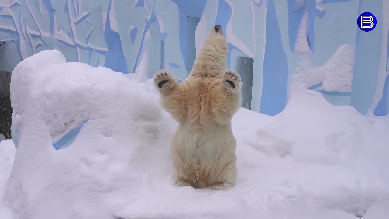 Новогодние игры Кая. Белый медведь Кай из новосибирского зоопарка устроил настоящее шоу! Встав на задние лапы, он запрокинул голову, вытянул язык и начал ловить снежинки и медленно махать лапами