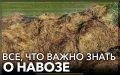 Навоз в огороде: незаслуженная слава или истинное благо?