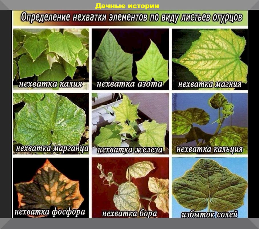 ��� ������� ��������� ��������� ��� ��������� ������: ������ ��� ���������