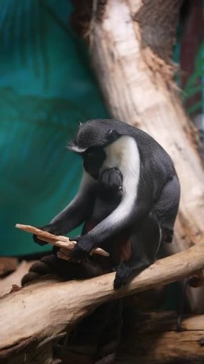 Время разбирать подарки. Смотрите, как это происходит в Новосибирском зоопарке