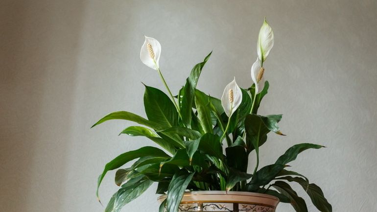 ��� ��������� ����������� ������ ������� ���: ������� ��������� �����