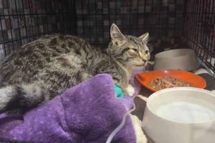 ���� ���� ��������� ����: ���������� ������ �������, ������� ������� ����������� ������ ����� ����� �����