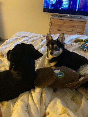 «Самое настоящее чудо»: новосибирские волонтеры нашли псу без задних лап новый дом в Москве