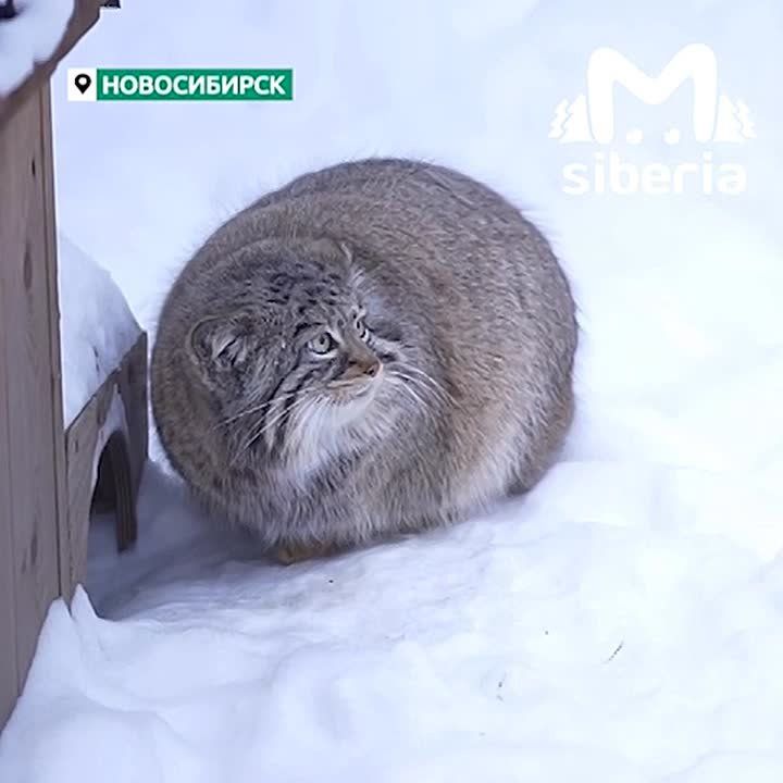 ��������� ����� ����������� � ������ � ��������� ������ � ������������� ��������