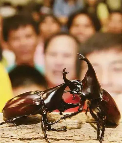 Когда душа просит чудачества: небольшой гид по необычным хобби, о которых вы, скорее всего, не слышали Когда душа просит чудачества: небольшой гид по необычным хобби, о которых вы, скорее всего, не слышали