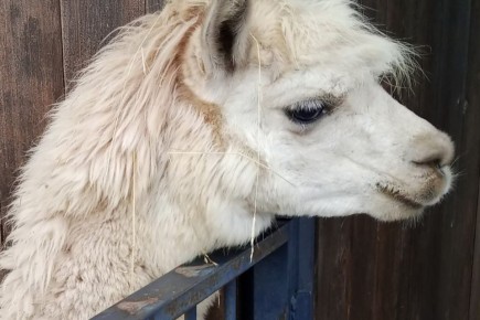 ���� � ���������� ��������� ��������� � ������������