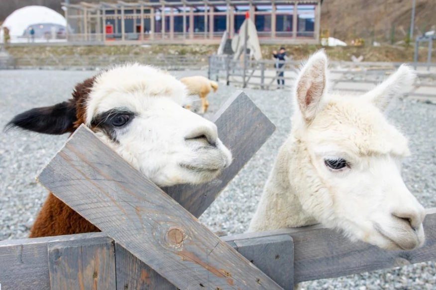 В Мочище 6 января откроется парк альпак
