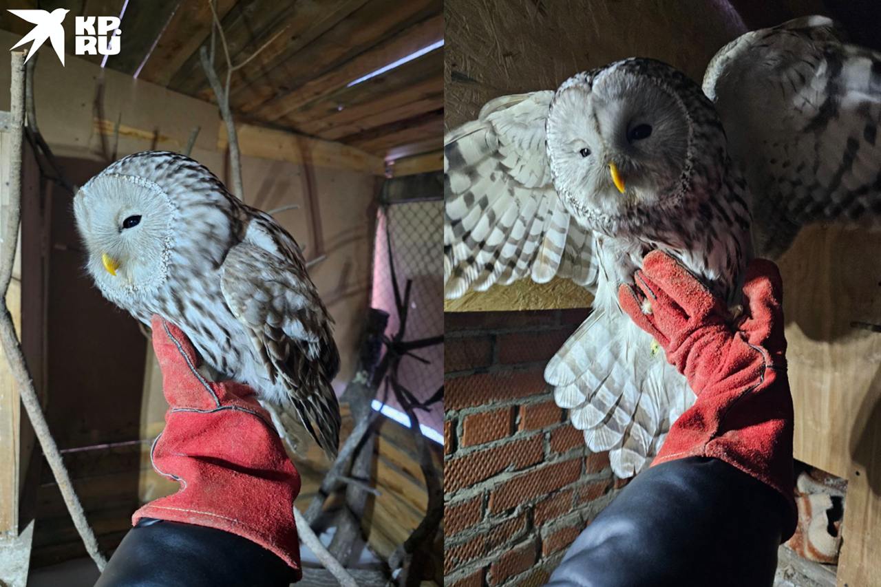 «Была ласковой, давала себя погладить»: под Новосибирском девушка спасла краснокнижную сову, которая врезалась в знак на трассе «Была ласковой, давала себя погладить»: под Новосибирском девушка спасла краснокнижную сову, которая врезалась в знак на трассе
