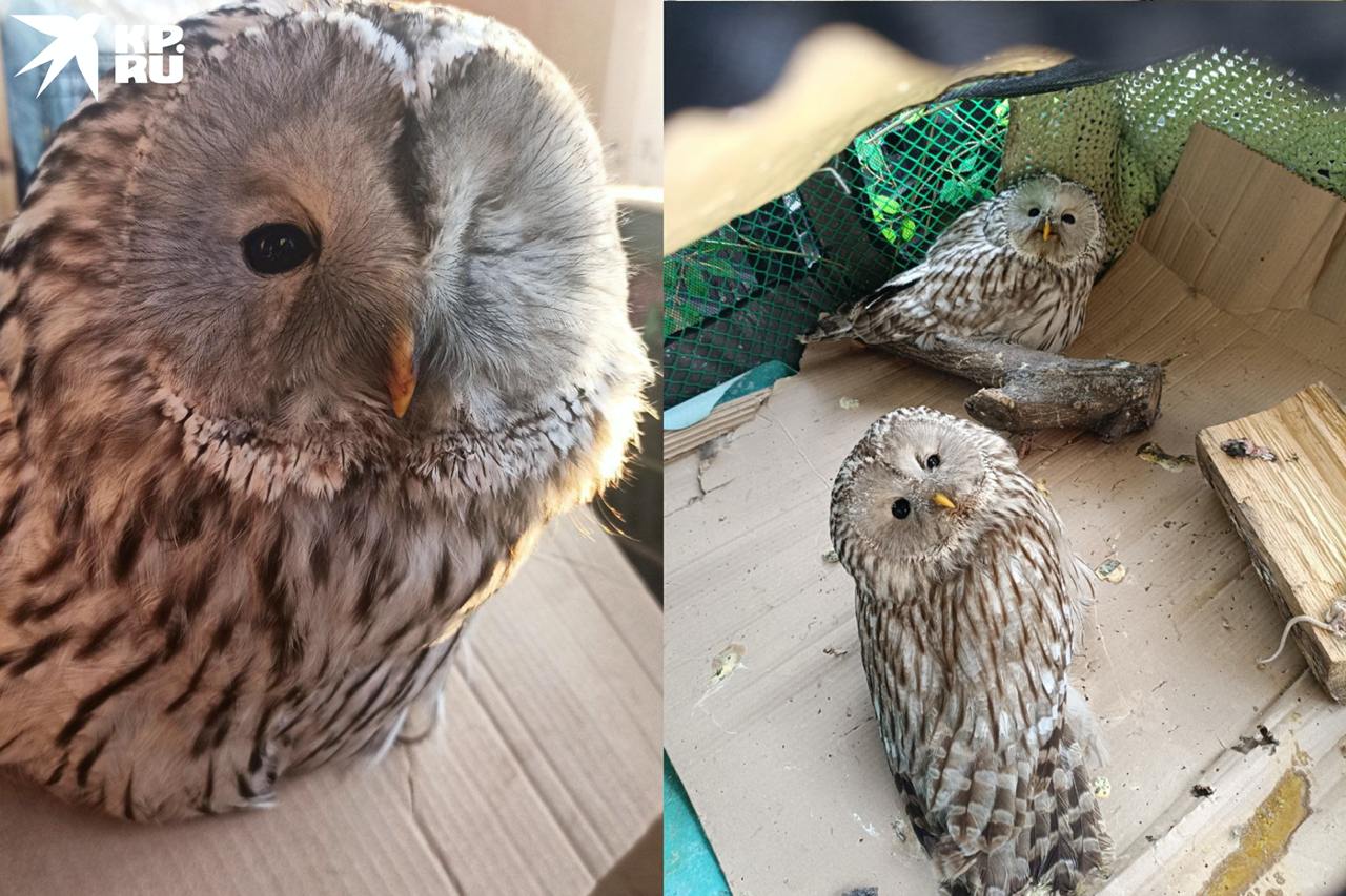 «Была ласковой, давала себя погладить»: под Новосибирском девушка спасла краснокнижную сову, которая врезалась в знак на трассе «Была ласковой, давала себя погладить»: под Новосибирском девушка спасла краснокнижную сову, которая врезалась в знак на трассе