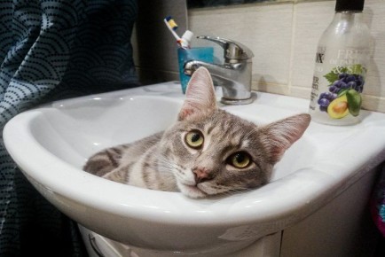 � ������������ �������� ������ ����������� �� ����� ��������