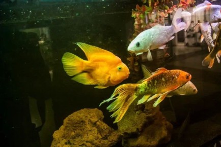 Как очистить аквариум от известкового налета: эта жидкость есть у каждой хозяйки