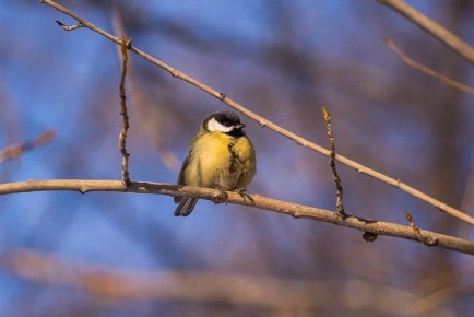 Прогноз погоды на 13-16 января в Новосибирске сделали синоптики