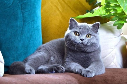 �������������� ���� �������� ����� �������� � ����